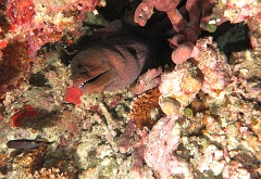 Velidhu - 2013_03_14 - IMG_0755r_Murene javanaise - Gymnothorax javanicus_Aquarium_Plongee